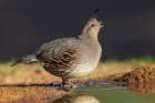 Gambels quail drinking-USA-Arizona Art Print
